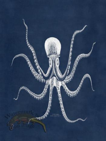 Octopus Blue 24